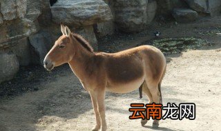 毛驴瘦怎么办 毛驴子怎么养才变的更胖
