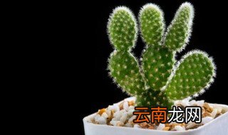 鲜人掌开花啥样的 鲜人掌怎么养才开花