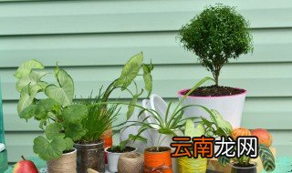 植物怎么养才不烂根 家养植物烂根怎么办