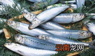 什么是沙丁鱼 沙丁鱼是什么