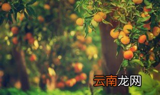 沙糖桔开花不结果 沙糖桔怎么养才不开花