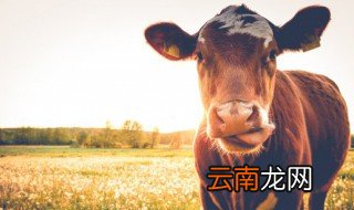 动物的方言是怎样形成的 动物的方言都有什么
