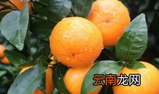 沃柑冷藏还是常温保存 沃柑冷藏能放多久