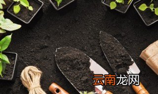 福建人心果树种植方法指导 人心果福建可以种吗