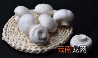口蘑是什么蘑菇 口蘑介绍