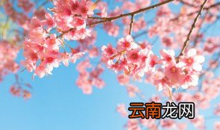 家里能栽日本晚樱吗，日本晚樱如何种植