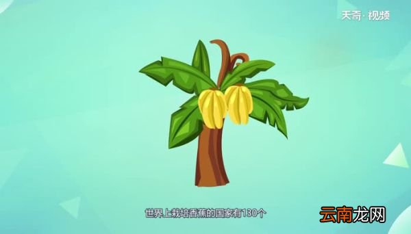 香蕉到底有没有种子 香蕉有种子吗
