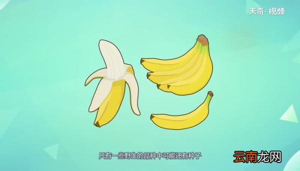 香蕉到底有没有种子 香蕉有种子吗