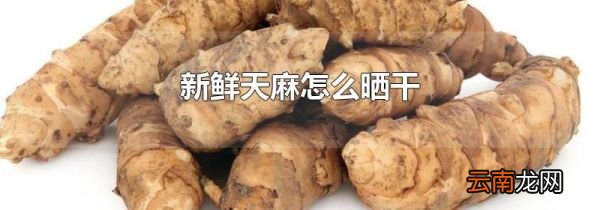 新鲜天麻怎么晒干