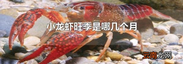 小龙虾旺季是哪几个月