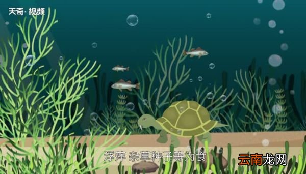 乌龟的种类 怎么区分乌龟的种类