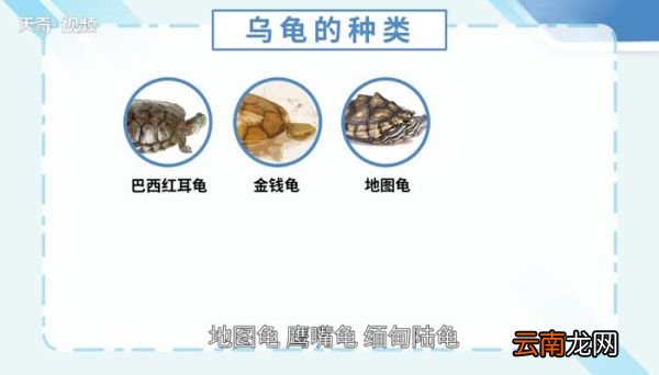 乌龟的种类 怎么区分乌龟的种类