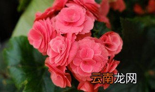 月季可以养在卧室吗 月季可以放在卧室吗