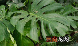 龟背竹能放卧室吗? 龟背竹可以放在卧室吗
