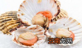扇贝怎么洗比较干净 扇贝如何洗比较干净