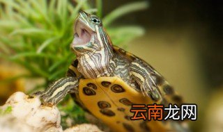乌龟可以放在卧室吗 乌龟可以放在卧室里养吗
