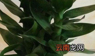 观音竹可以放在卧室吗 观音竹可以放在卧室吗?