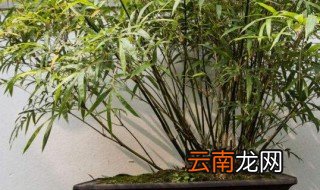 卧室能不能放竹子 竹子可以放在卧室吗