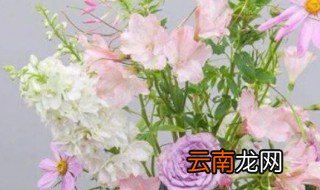 芍药花放在卧室里养行吗 芍药花可以放在卧室吗