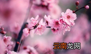 梅花可以放在卧室吗，梅花可以放在房间吗