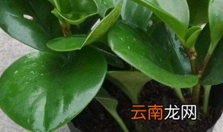 碧玉可以放房间吗 碧玉可以放在卧室吗