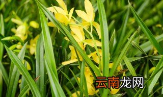 兰花草可以放在卧室吗 兰花草放室内可以吗?