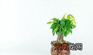 发财树能否放在卧室 发财树可以放在卧室吗