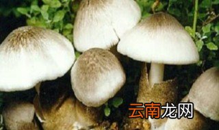 什么是草菇 草菇介绍