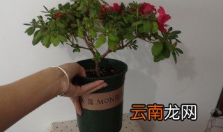 杜鹃花可以放在卧室吗 杜鹃花能放卧室吗