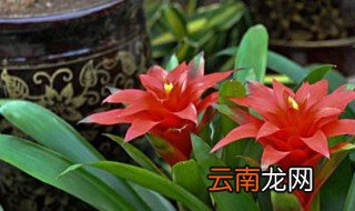 凤梨花可以放在卧室吗 凤梨花能放在卧室吗