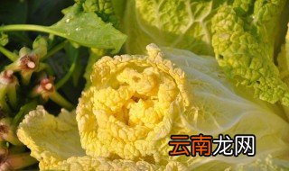 什么是黄芽菜 黄芽菜的营养价值