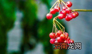 花开富贵的花可以放在卧室吗 富贵花能放在客厅吗