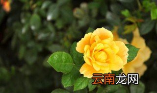 月季花可以放在卧室养吗 花卉月季可以放在卧室吗