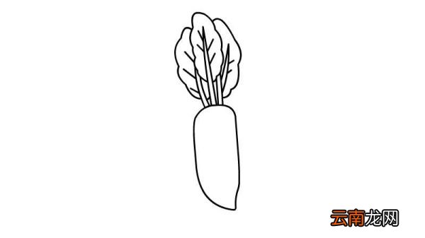 萝卜简笔画