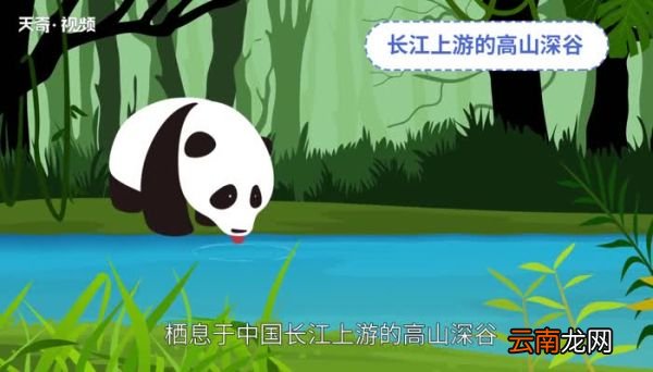 大熊猫生活在什么地方 大熊猫生活在哪里