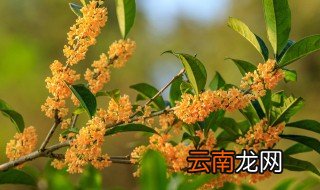 桂花怎么种 桂花怎么种植长得快