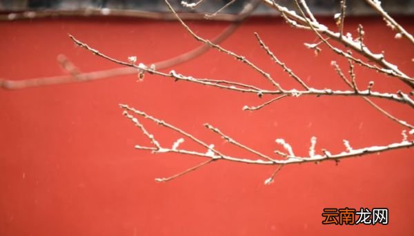 早梅这首诗把早梅比作什么早梅诗中将早梅比作什么