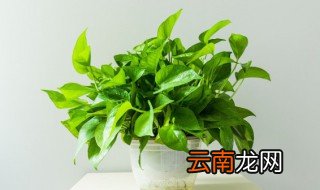 鱼缸里怎么养绿萝 鱼缸里养绿萝怎么养