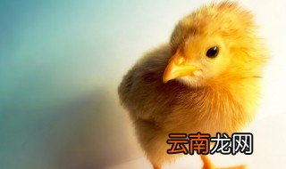 夏天养小鸡老是死是热的吗? 夏天小鸡怎么养不会死