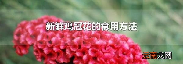 新鲜鸡冠花的食用方法
