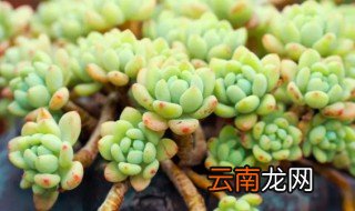 浆果多肉怎么养 红色浆果多肉怎么养