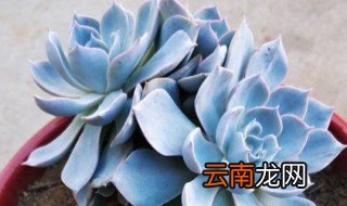 多肉蓝石莲怎么养 多肉蓝石莲怎么养更漂亮