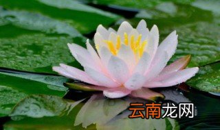 金莲花如何保存 金莲花保存方法