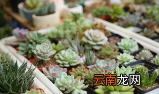 多肉红宝石怎么养成老桩 多肉红宝石怎么养