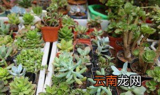 多肉福娘怎么养 多肉福娘怎么养视频