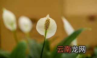 怎样养一帆风顺花 怎么养一帆风顺花