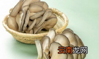 买平菇如何挑选 买平菇怎样挑选