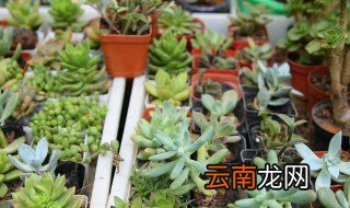 多肉怎样养胖 多肉怎么养胖