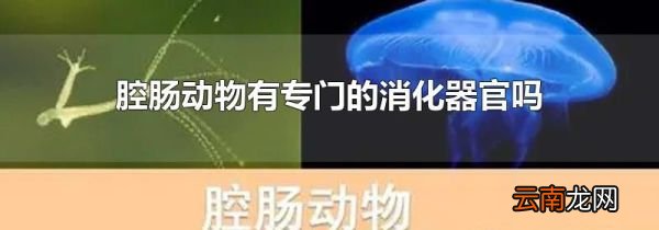 腔肠动物有专门的消化器官吗