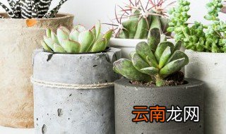 可爱玫瑰多肉怎么养 可爱玫瑰多肉怎么养护